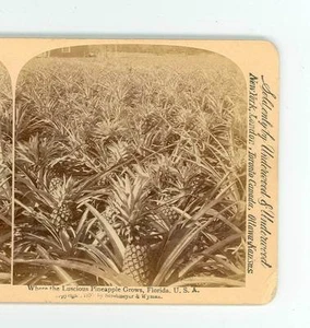 B693 Strohmeyer & Wyman Where The Luscious Pineapple Grows Florida D - Picture 1 of 2