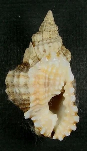 DISTORSIO ANUS 56,91mm SCHÖNES EXEMPLAR Guam - Bild 1 von 2