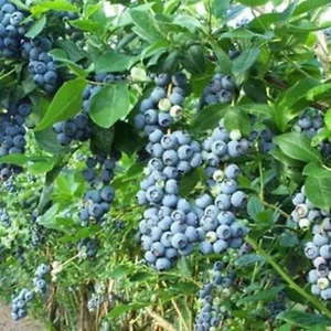 30pcs/bags Blueberry Seeds, Temperate Climate, Drought Tolerance, Dark Blue, Herv - Picture 1 of 13