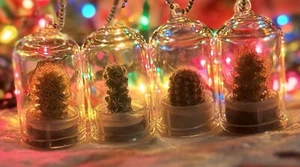 Mini Kaktus-Strumpffüller Weihnachtsgeschenk hängend Glas Terrarium echte lebende Pflanze - Bild 1 von 6
