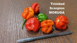 SEEDS- Super Hot Peppers Trinidad Scorpion Moruga upto 2 Million Scolville SHU - Foto 1 di 20