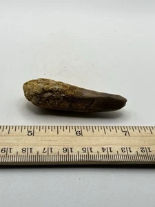 Spinosaurus 2,5" ZAHN Zähne Dinosaurier Fossil vor T Rex Kreidezeit CS 838 - Bild 1 von 5