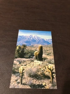 POSTED POSTCARD - THE CHOLLA CACTUS - A DESERT PANORAMA - Picture 1 of 2