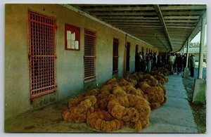 Tarjeta postal intercambio esponja acción Tarpon Springs Florida FL - Imagen 1 de 2