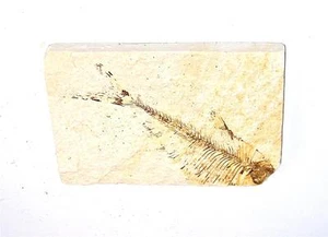 FOSSIL Formazione Fiume Verde Wyoming 50 milioni di anni PESCE F11 - Foto 1 di 1
