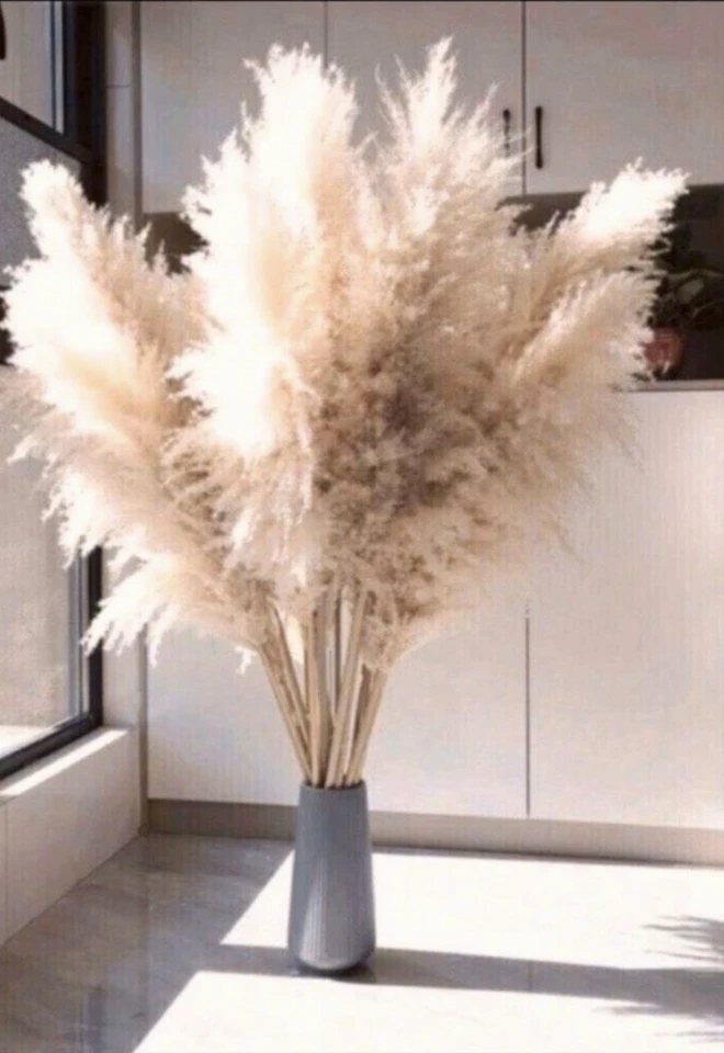 Pampasgras XXL 15 Stück 120cm getrocknet ,TrockenblumeGras,Deko,Hochzeit - Bild 1 von 3