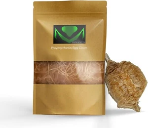 1x Praying Mantis Egg Case Hatching Bag Produces T Sinensis Natural Pest Control - Picture 1 of 7