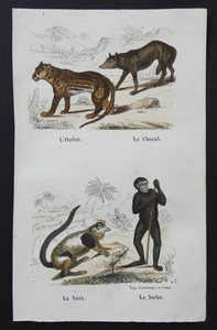 BUFFON Anfang 19. Jh. - Farbradierung: OCELOT SCHAKAL VARI JOCKO - Bild 1 von 2