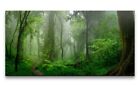 Leinwandbild 120x60cm Wald Moos Grn Feucht Natur Bume Nebel