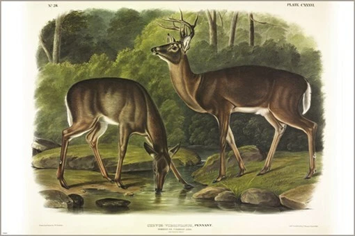 Póster artístico ilustración vintage Common Deer de John James Audubon 20x30 Foto 1 de 1