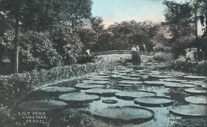 Lily Pond Como Lake St Paul Minnesota 1910 Postcard - Imagen 1 de 2
