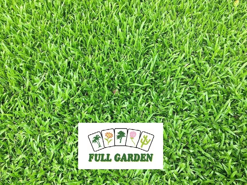 SEMI DI GRAMIGNA CYNODON DACTYLON PRATO TAPPETO ERBOSO GR.500 IRRIGAZIONE