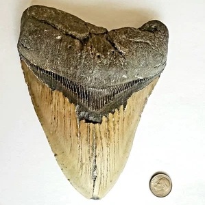 MEGALODON HAIZAHN MASSIV! 5,86" Zähne NC uralt selten FOSSIL 8-22MYA  - Bild 1 von 5