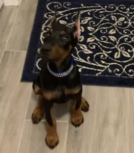14” Dog Collar with Swarovski Crystals - Picture 1 of 5