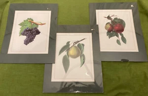 vtg set HALLMARK Framed FRUIT Print Lot of 3 11x14” - Picture 1 of 8
