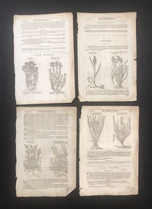 Antique Botanicals Gerarde Historie Of Plantes Woodcuts Lot Of Four - E - Picture 1 of 1