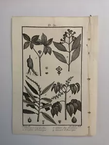 PLANCHE / GRAVURE de 1816 - BOTANIQUE (D31) - Foto 1 di 2