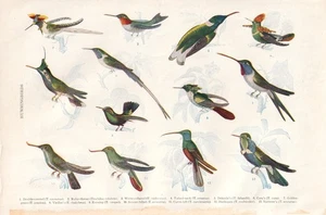 Colorfu1 Hummingbird print from 1907 book: "The Americana" Perfect for Framing - Picture 1 of 1