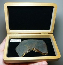 Meteorite Great Dhofar 273 Chondrite L5 Sahara 75.60 Grams Slice