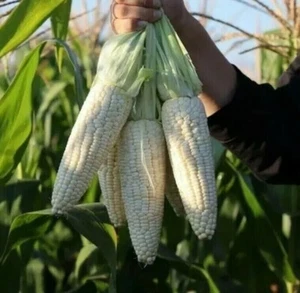 8x White Sweetcorn plug plants 中国白糯玉米黏玉米种苗8棵 粟米 - Picture 1 of 4