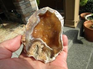 RARE Tampa Bay Agatized fossil coral 206 grams - Picture 1 of 9