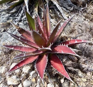 Red Agave Agave kerchovei Huajuapan Red 5 seeds - Picture 1 of 3