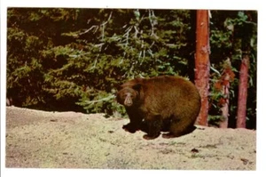 Vintage Postkarte Post 1968 Dodge City FAT American Black Bear Yellowstone Park - Bild 1 von 2