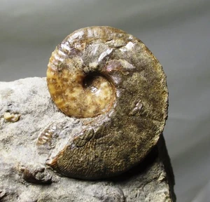 Fossil ammonite - Hoploscaphites nicolletii - Fox Hills fm, South Dakota - Picture 1 of 6