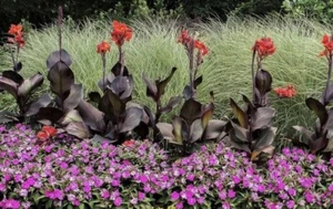 1 Tropicana Black Canna Lily Rhizome Bulb “Red Blooms” - Picture 1 of 3