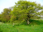 Photo 6x4 Oak tree leafing up Ross-on-Wye This stands at a footpath junct c2009