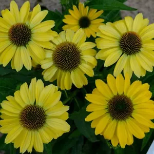 50 Canary Feather Coneflower Seeds Echinacea Flower Perennial Flowers Seed 881 - Picture 1 of 24