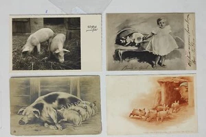 SCHWEIN MAIALE - LOT 4 POSTKARTEN - C61-192 - Bild 1 von 1