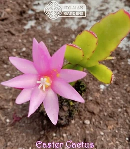 Easter Cactus - Rhipsalidopsis x graeseri - Live Plant 4 to 6 inches - Whitsun - Picture 1 of 24