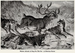 Manada de lobos siberianos feroz ataque de ciervos lobos 1868 impresión artística - Imagen 1 de 1