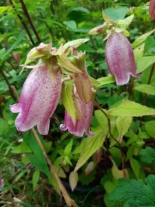Rampa china - campanario manchado - Campanula punctata - más de 10 semillas - Ed 043 - Imagen 1 de 1