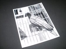 social history  polly parrot in her cage  photograph 5.5'inch