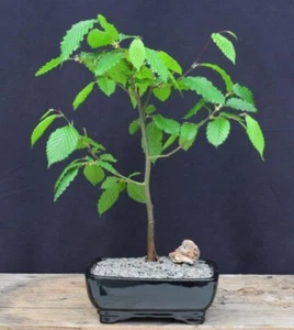 European Hornbeam Bonsai Tree 15"H Outdoor Deciduous Carpinus Betulus Great Gift - Picture 1 of 1