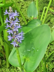 20 SEMI DI GIUNCO PICKERAL FIORITI VIOLA - Pontederia cordata - Foto 1 di 3
