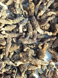 MOREL MUSHROOM - Picture 1 of 10