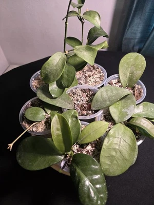 Hoya Skinneriana Live Plant Rare Species - Image 1 of 4