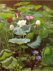 Large Home Wall Decor Art oil painting Lily Pond handpainted landscape on canvas