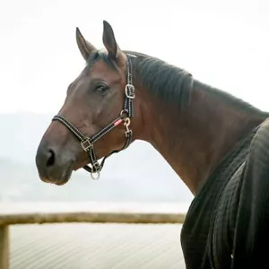 HORZE Cooper Halter with Lead Rope - Black - Horse - Picture 1 of 1