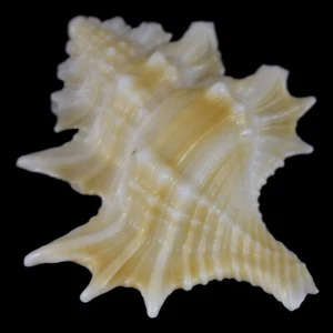 GYRINEUM PERCA (Mindanao, Philippines) 26.0mm #47347 - Picture 1 of 4