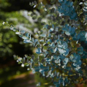 Eucalyptus pulverulenta Baby Blue (Florist Silver Dollar Tree) 5 to 50 Seeds •UK - Picture 1 of 5