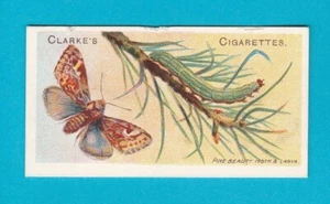 MARIPOSAS Y POLILLAS - TARJETA NO. 29 - Mundial. CLARKE & SON - 1912 - Imagen 1 de 2