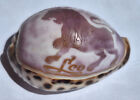 Engraved Cowrie Sea Shell  Leo Star Sign