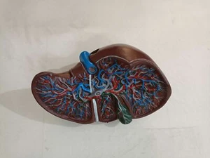 Human Liver Anatomy Model Dental Medical Office Model with Hilar Gallbladder - Picture 1 of 8