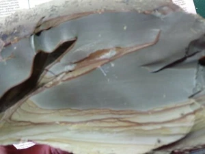 Premium Owyhee Picture Jasper Rough- Over 12-1/2 lbs. total weight - Picture 1 of 11