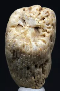 FÓSIL DE CORAL CUERNO Mineral Natural Fosilizado Océano De Colección Espécimen Muestra de Roca - Imagen 1 de 4