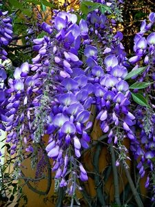 5 Chinese Blue Wisteria sinensis Tree Seeds Fast Climber Flower Vine Hardy Plant - Picture 1 of 17